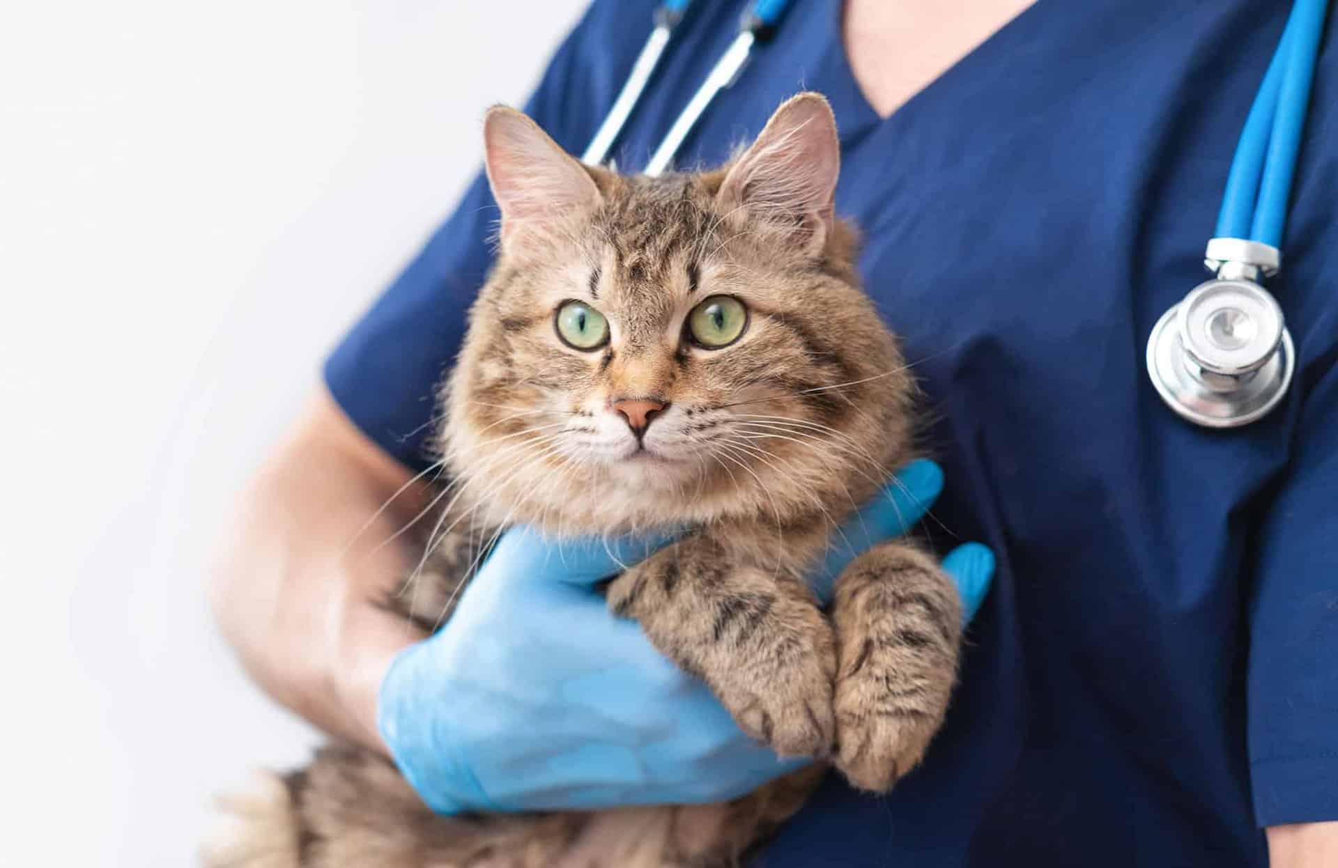 online cpd education for veterinary surgeons